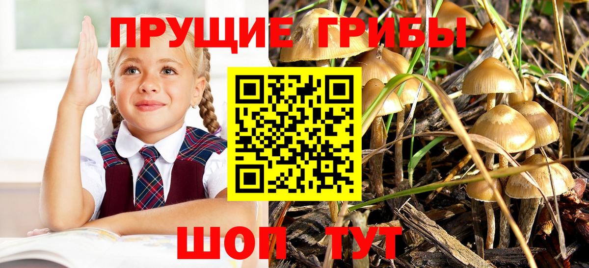Киров  Псилоцибиновые грибы Psilocybe  Вход с VPN  Галлюциногенные грибы GOLDEN TEACHER 